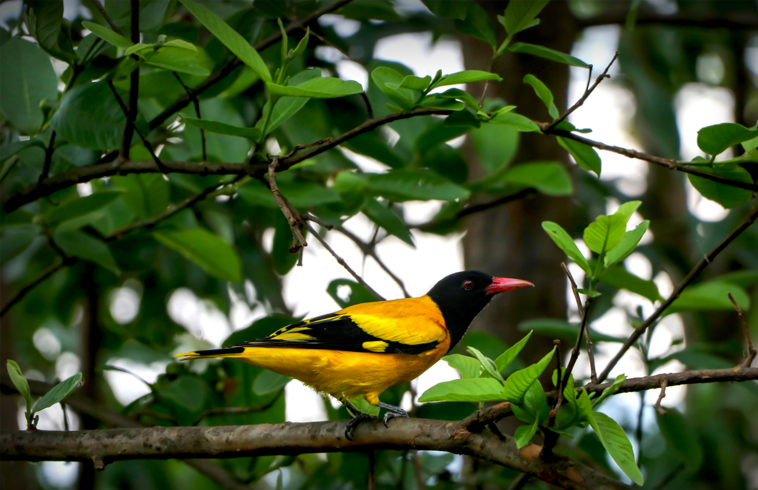 Kanha Golden Oriole